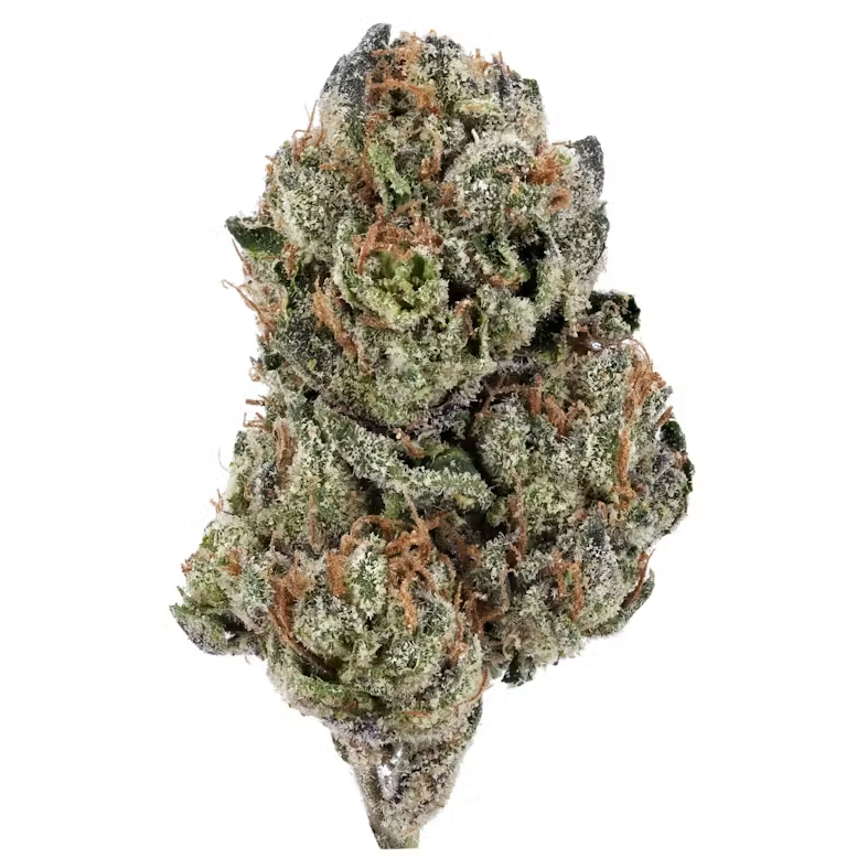 FLOWER EXOTIC